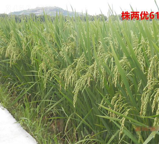 株兩優(yōu)6108-早稻種子-天涯種業(yè)