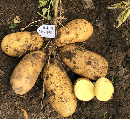 ϣɭ6̖(h��o)-�����N��-ϣɭ