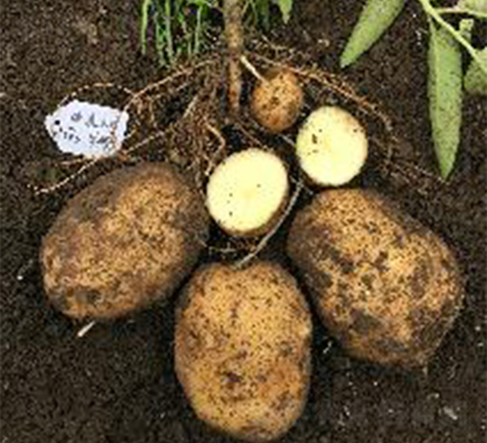 ϣɭ5̖(h��o)-�����N��-ϣɭ