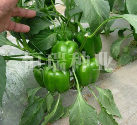 ������-�����N��-����N�I(y��)