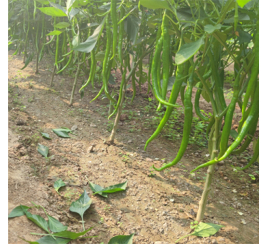 ���L��̖-�����N��-����N�I(y��)