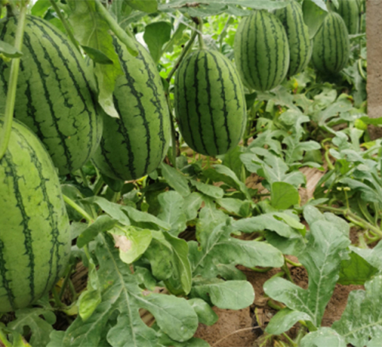 ��Ȫ2k-���ϷN��-����N�I(y��)