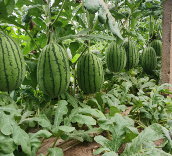 ��Ȫ4k-���ϷN��-����N�I(y��)