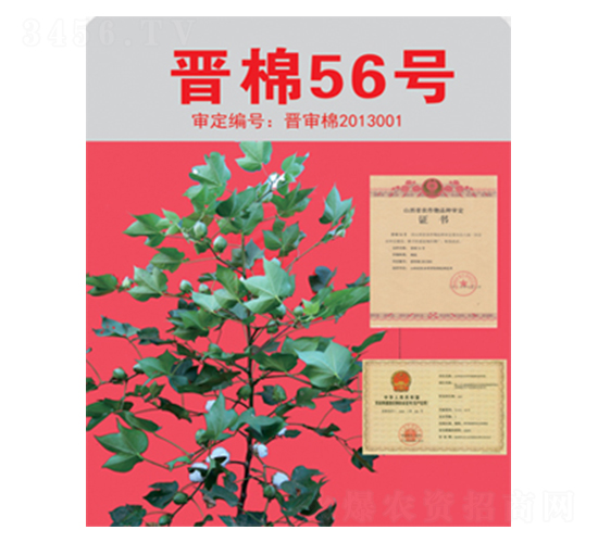 晉棉56號-棉花種子-三聯(lián)