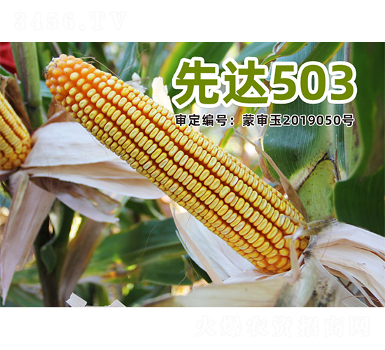 ���_(d��)503-���׷N��-�����N�I(y��)