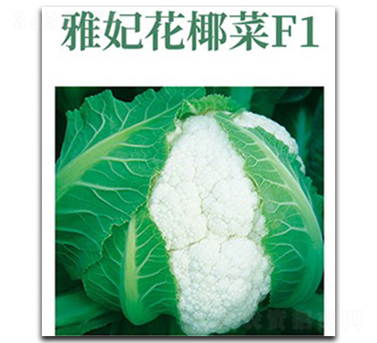 雅妃花椰菜-花椰菜種子-文興