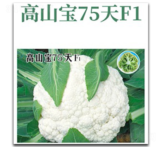 高山寶75天-花椰菜種子-文興