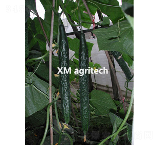 綠津-黃瓜種子-夏農(nóng)農(nóng)業(yè)