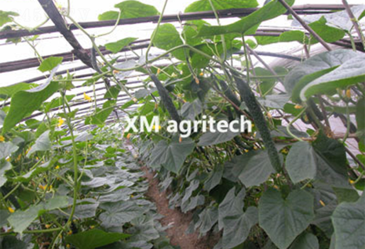 綠津2號-黃瓜種子-夏農(nóng)農(nóng)業(yè)