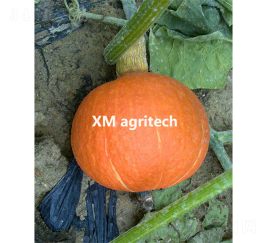 臺灣紅栗-南瓜種子-夏農(nóng)農(nóng)業(yè)