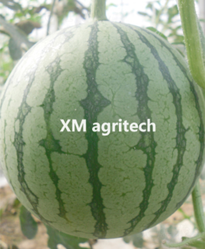 ���A-���ϷN��-���r�r�I(y��)