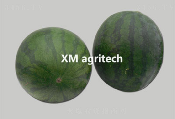 超級新無籽-西瓜種子-夏農(nóng)農(nóng)業(yè)