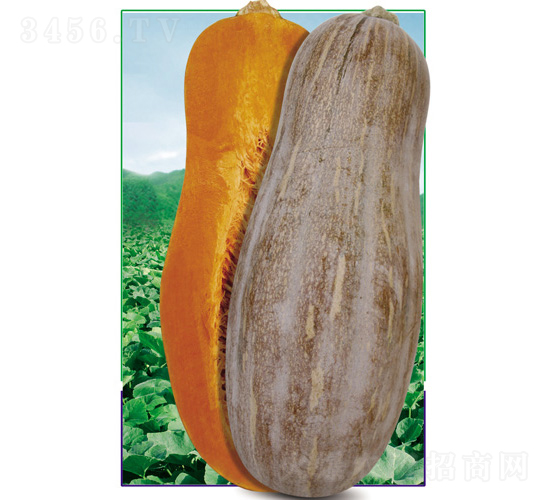 亞蔬金源蜜本南瓜998F1-南瓜種子-廣州亞蔬
