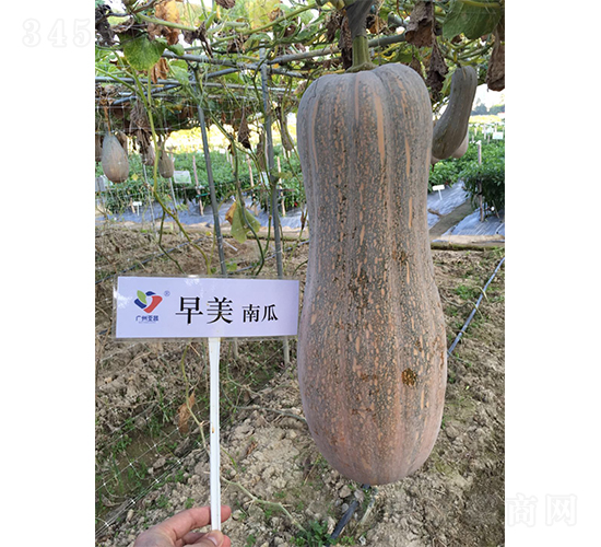 亞蔬早美1號(hào)-南瓜種子-廣州亞蔬