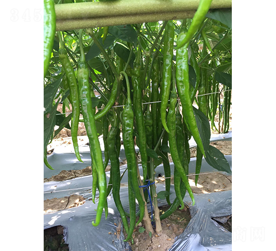 �S�a(ch��n)����19̖-�����N��-�V�݁���