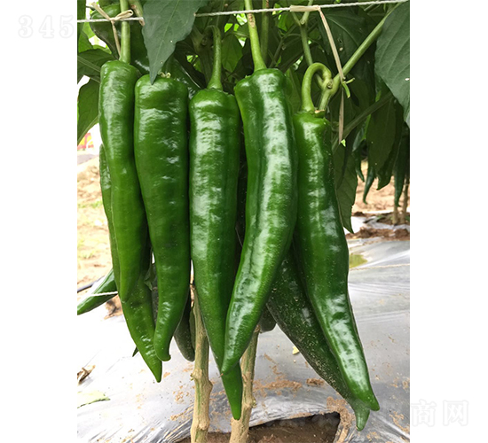 ���S7618-�����N��-�V�݁���