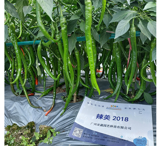 ����2018-�����N��-�V�݁���