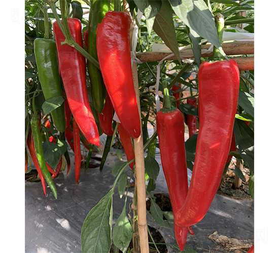 �t��100-�����N��-�V�݁���