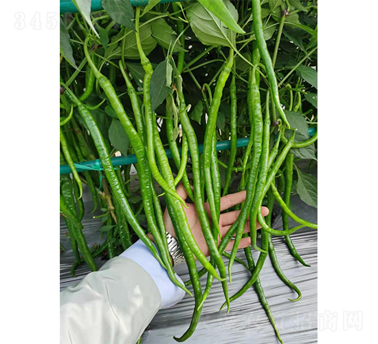 ����һ̖(h��o)�L(zh��ng)����F1-�����N��-�V�݁���