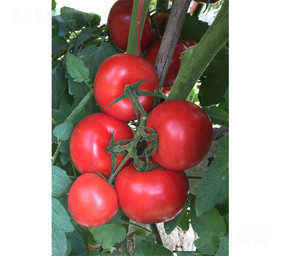 ��������-���ѷN��-�V�݁���