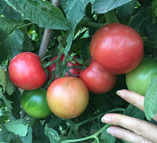 ����006-���ѷN��-�V�݁���