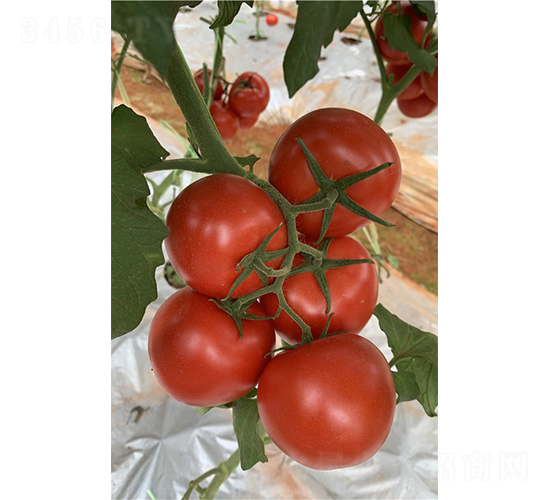 �ϵ£�1904��t����-���ѷN��-�V�݁���