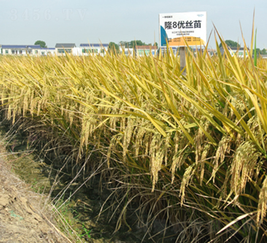 隆8優(yōu)絲苗-水稻種子-隆平種業(yè)