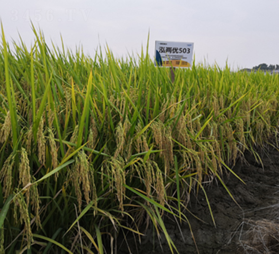 ���Ƀ�(y��u)503-ˮ���N��-¡ƽ�N�I(y��)