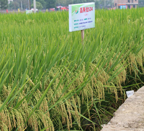 ���Ƀ�(y��u)534-ˮ���N��-¡ƽ�N�I(y��)