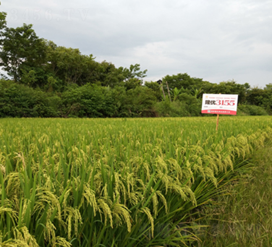 隆優(yōu)3155-水稻種子-隆平種業(yè)