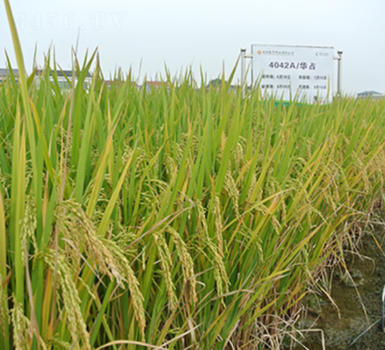 �I(l��ng)��(y��u)�Aռ-ˮ���N��-¡ƽ�N�I(y��)