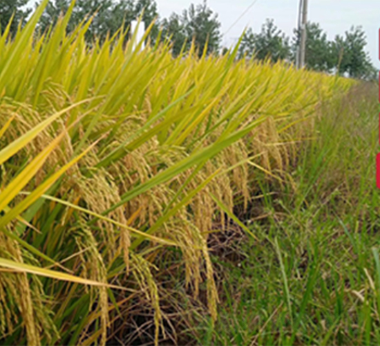 ���Ƀ�(y��u)534-ˮ���N��-¡ƽ�N�I(y��)