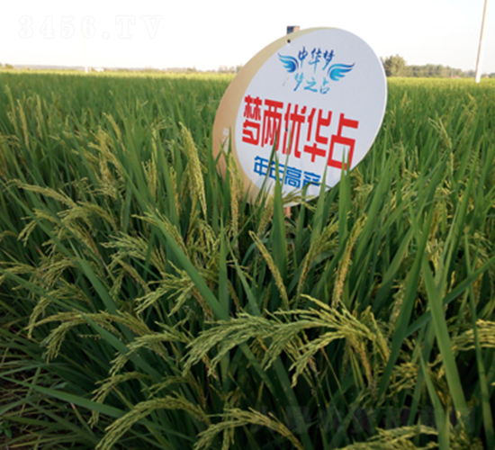 ��Ƀ�(y��u)�Aռ-ˮ���N��-¡ƽ�N�I(y��)