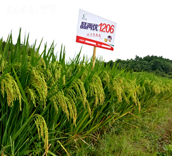 ���Ƀ�(y��u)1206-ˮ���N��-¡ƽ�N�I(y��)