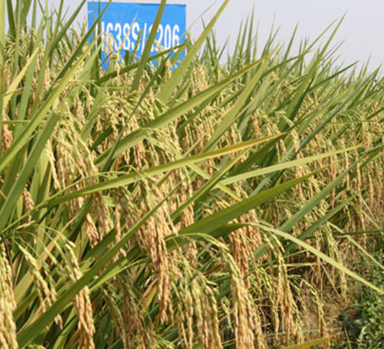 ¡�Ƀ�(y��u)1206-ˮ���N��-¡ƽ�N�I(y��)