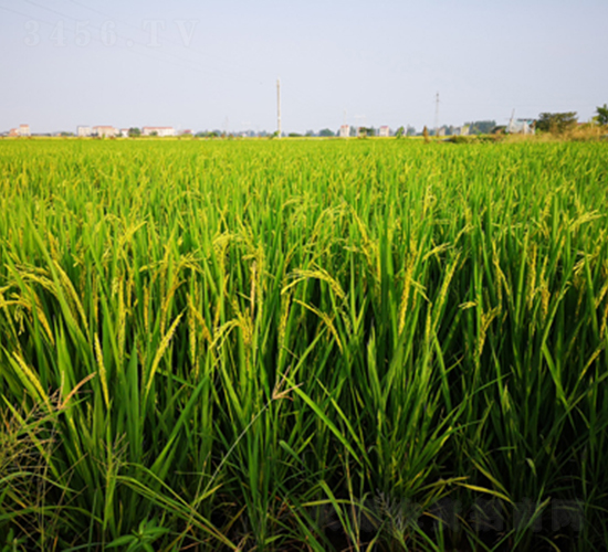 ���Ƀ�(y��u)�S�Aռ-ˮ���N��-¡ƽ�N�I(y��)