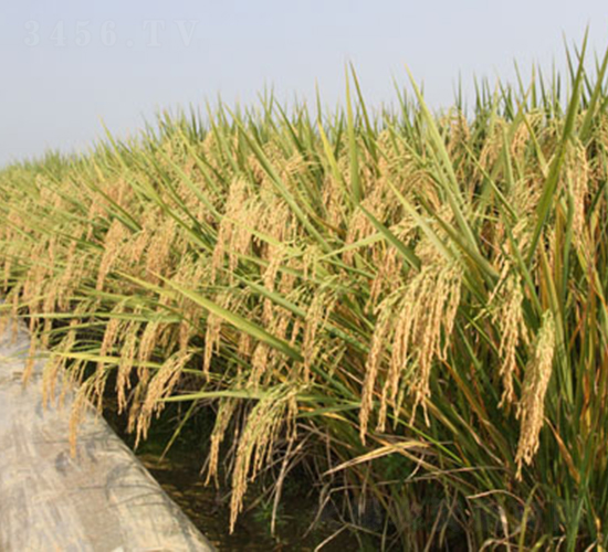 晶兩優(yōu)華占-水稻種子-隆平種業(yè)