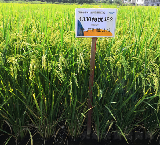 彥兩優(yōu)黃莉占-水稻種子-隆平種業(yè)