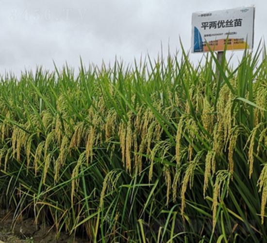平兩優(yōu)絲苗-水稻種子-隆平種業(yè)