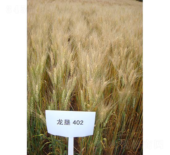 龍墾402-小麥種子-墾豐種業(yè)
