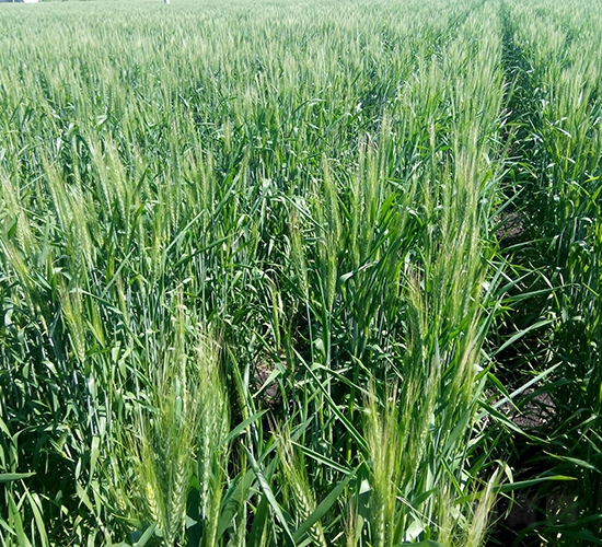 墾九10號(hào)-小麥種子-墾豐種業(yè)