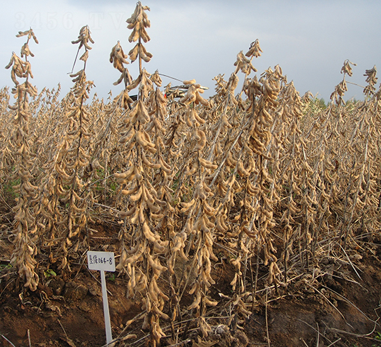 ����1̖-�󶹷N��-���S�N�I(y��)