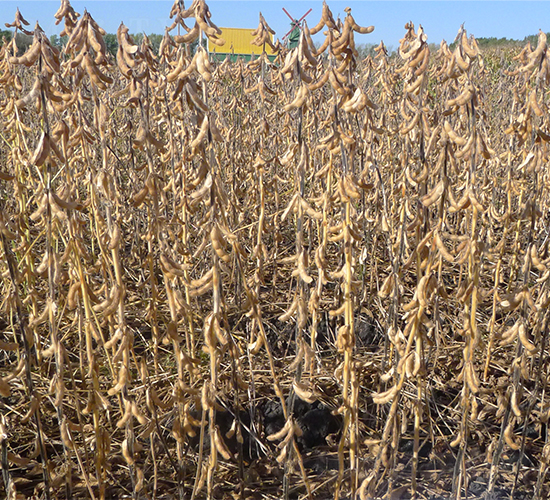 ����25-�󶹷N��-���S�N�I(y��)