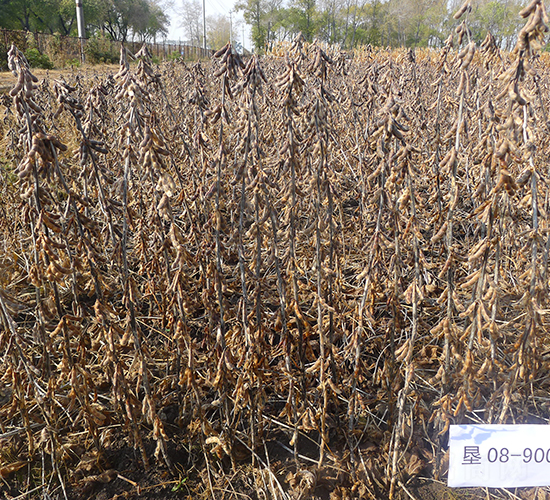 ����38-�󶹷N��-���S�N�I(y��)