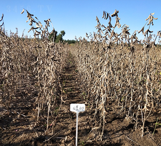 ����314-�󶹷N��-���S�N�I(y��)