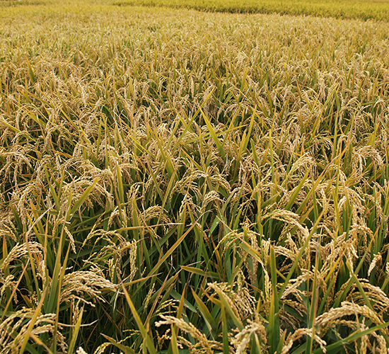 龍粳27-水稻種子-墾豐種業(yè)