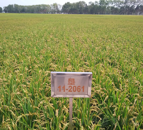 墾稻32-水稻種子-墾豐種業(yè)