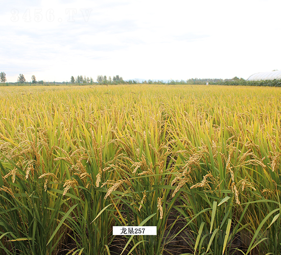 ����257-ˮ���N��-���S�N�I(y��)