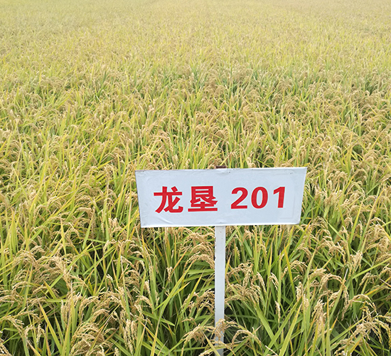 龍墾201-水稻種子-墾豐種業(yè)