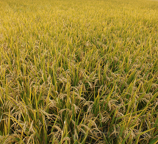 ����6̖(h��o)-ˮ���N��-���S�N�I(y��)